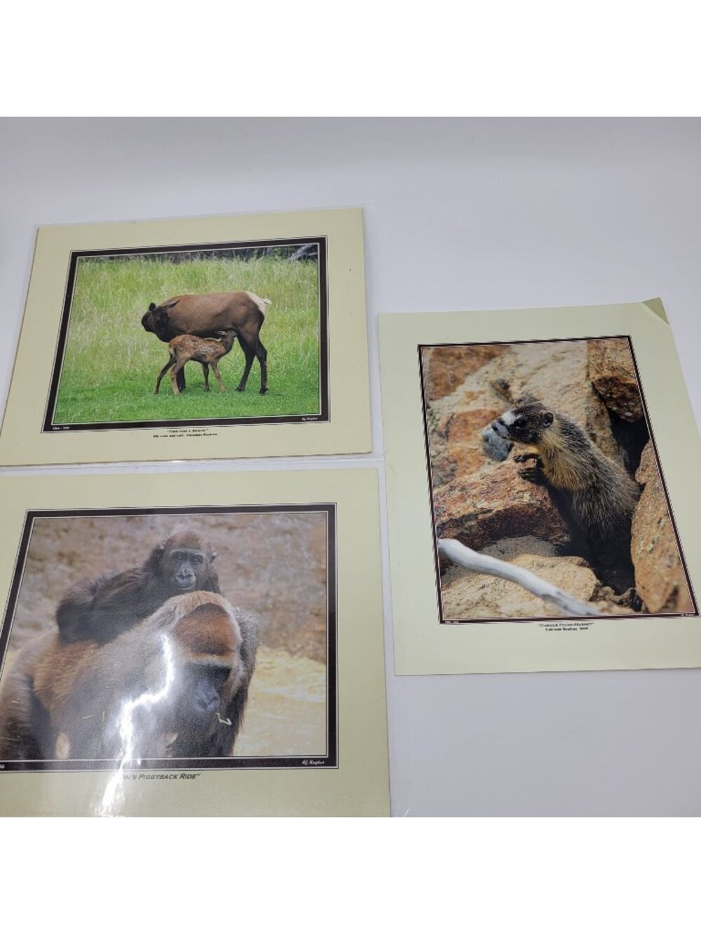 PHOTOGRAPHY Art Prints Lot 3 Vintage Nature Photos - Deer, Gorilla, Marmot  - HW